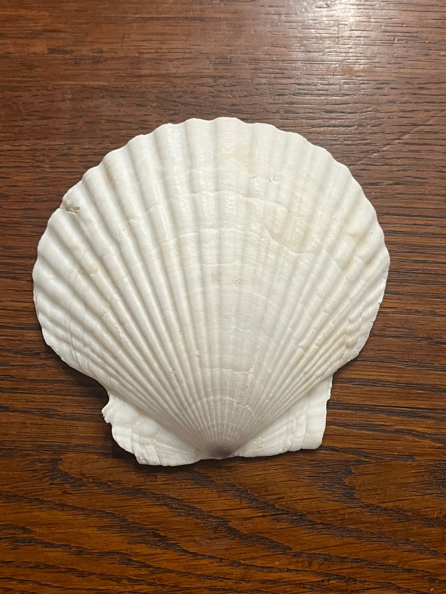 Baptism Shell 4 1/2" - Unique Catholic Gifts